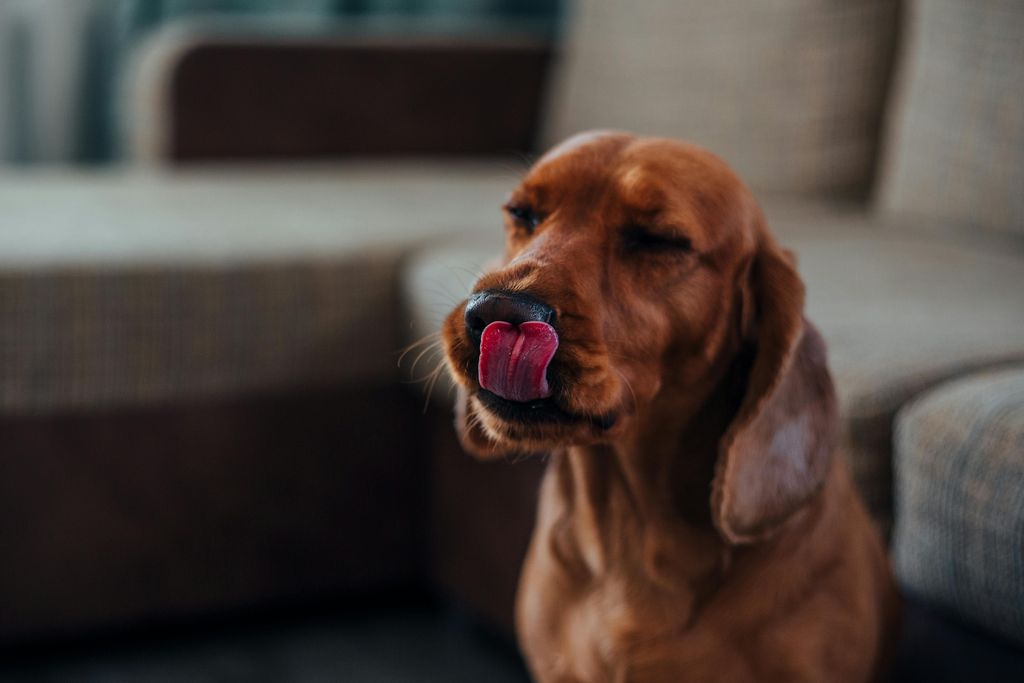 Perché i cani leccano?