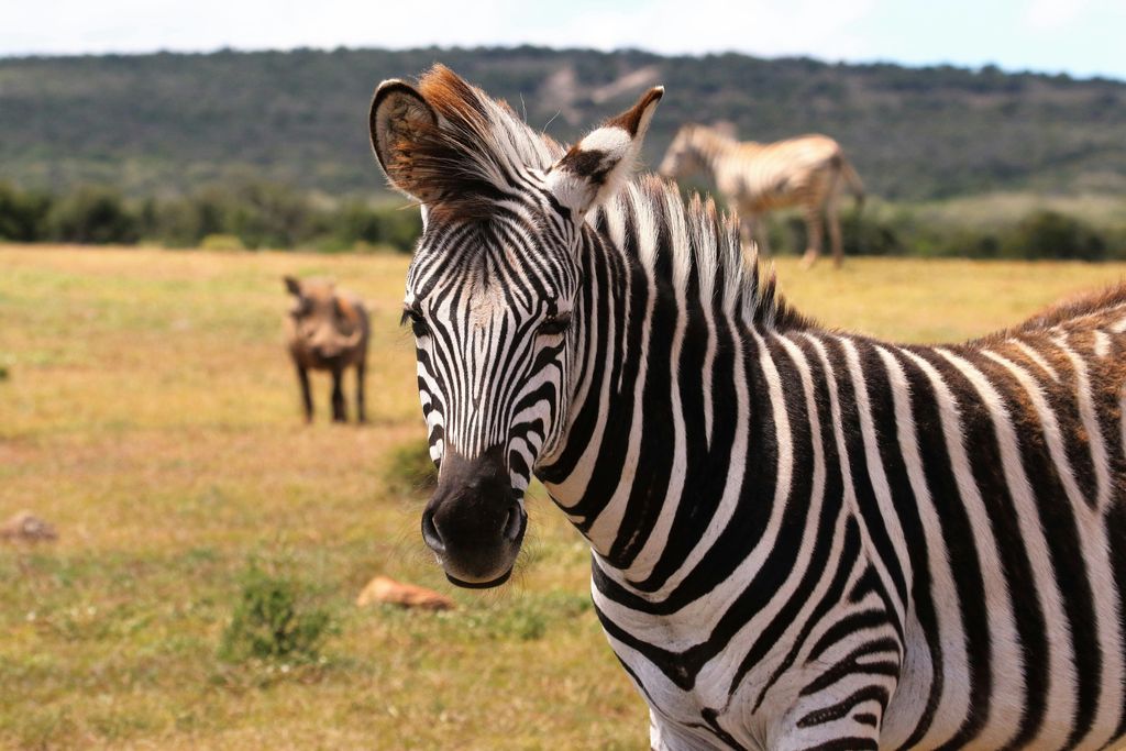 Perché la Zebra è a strisce?